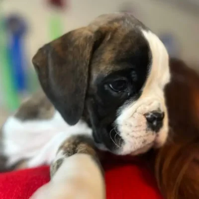 Brindle male 1 litter H