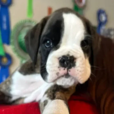 Brindle male 1 litter H