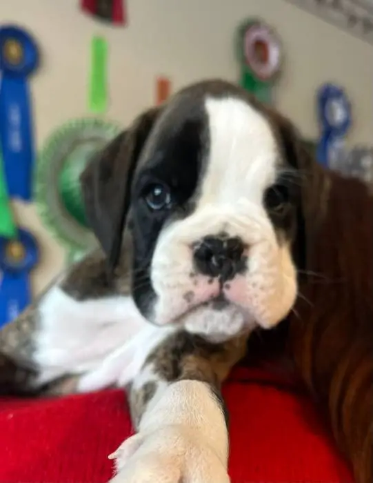 Brindle male 1 litter H