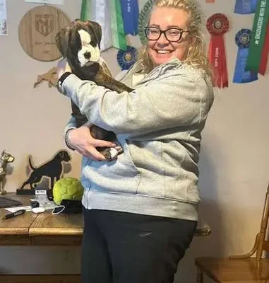 Brindle male 1 litter H