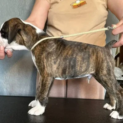 Brindle male 1 litter H