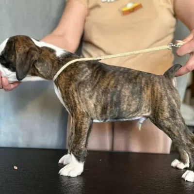 Brindle male 1 litter H