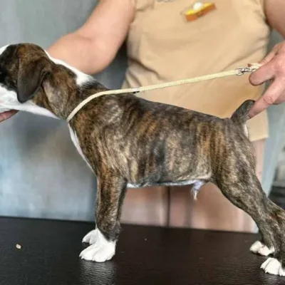 Brindle male 1 litter H