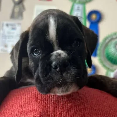 Brindle male litter G