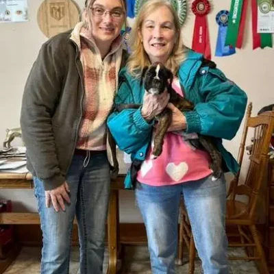 Brindle male litter G