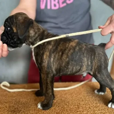 Brindle male litter G