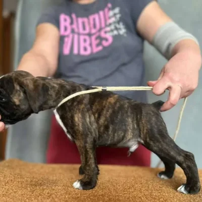 Brindle male litter G