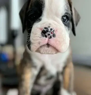 Brindle male litter H