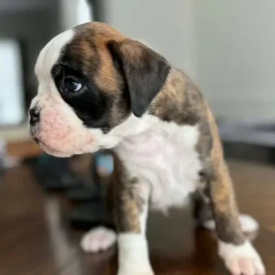 Brindle male litter H