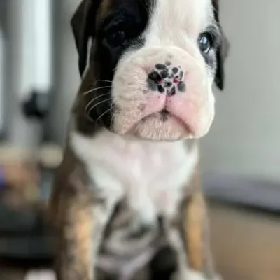 Brindle male litter H