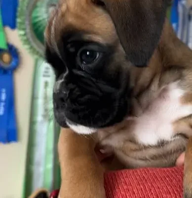 Fawn female 2 litter G