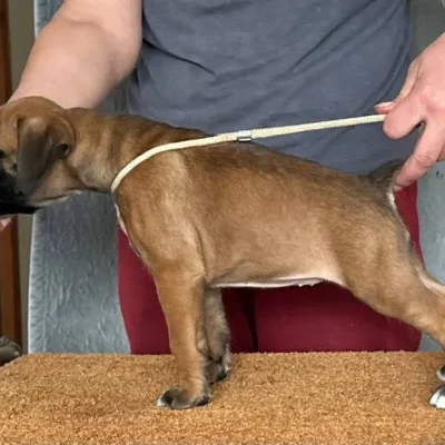 Fawn female 2 litter G