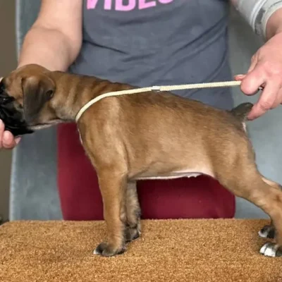 Fawn female 2 litter G