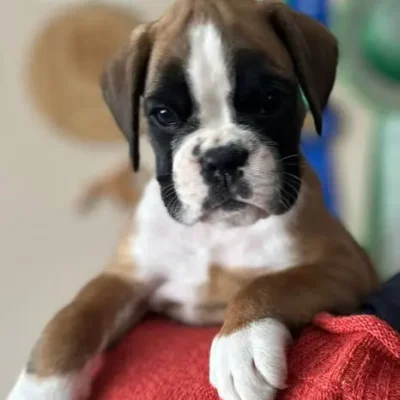 Fawn male 1 litter G