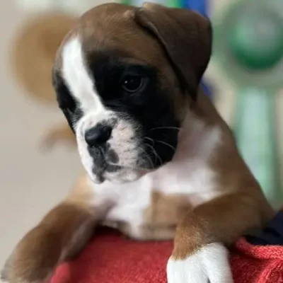 Fawn male 1 litter G