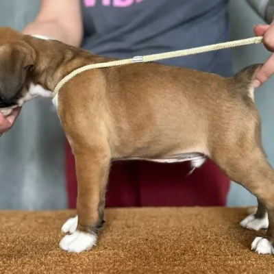 Fawn male 1 litter G