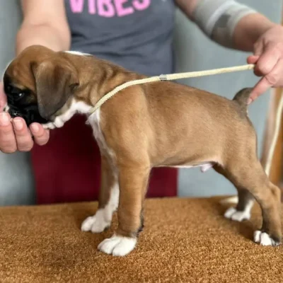 Fawn male 1 litter G