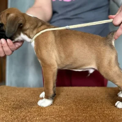 Fawn male 1 litter G