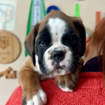 Fawn male 2 litter G