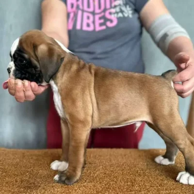 Fawn male 2 litter G