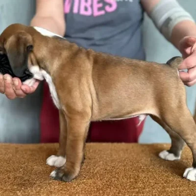 Fawn male 2 litter G