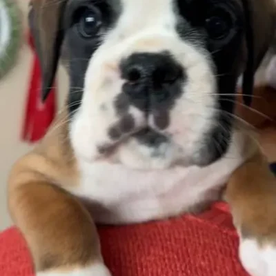 Fawn male 3 litter G