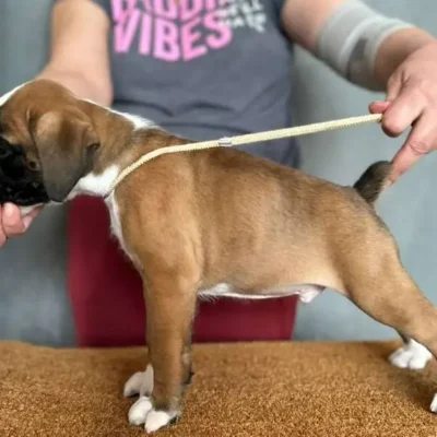 Fawn male 3 litter G