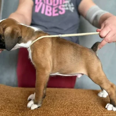 Fawn male 3 litter G