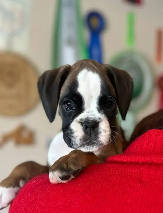 Fawn male litter H