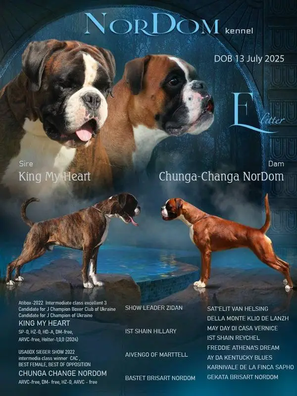 litter E King my Heart Chunga Change NorDom 2025-07-13