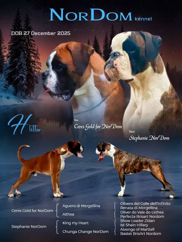 litter H Ceres Gold Stephanie 2025-12-27