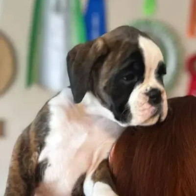 Brindle female 1 litter H