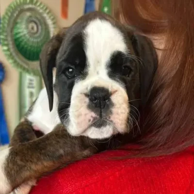 Brindle female 1 litter H