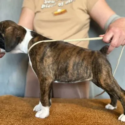 Brindle female 1 litter H