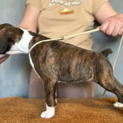 Brindle female 1 litter H