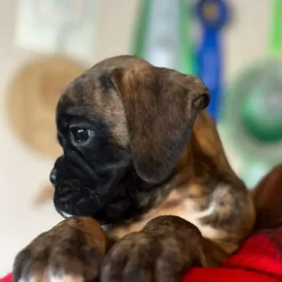 Brindle female 2 litter H