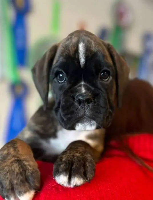 Brindle female 2 litter H