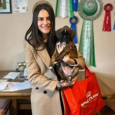 Brindle female 2 litter H