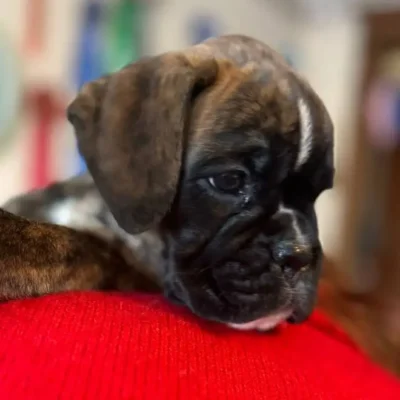 Brindle female 2 litter H