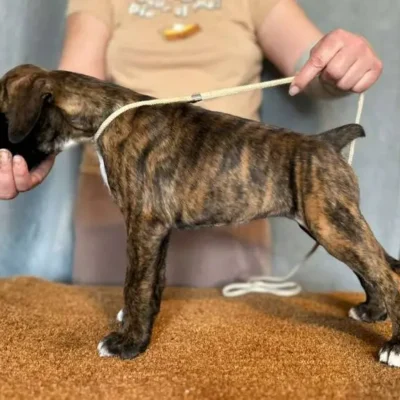 Brindle female 2 litter H