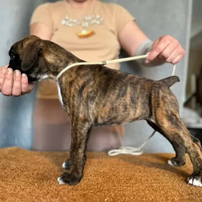 Brindle female 2 litter H