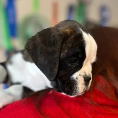 Brindle female 3 litter H