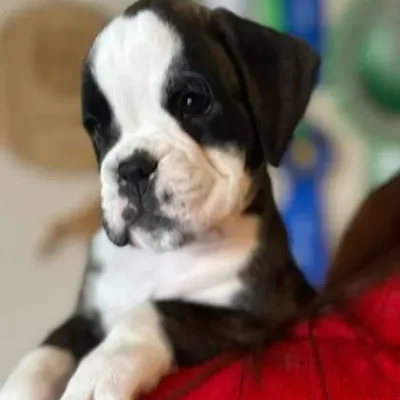 Brindle female 3 litter H