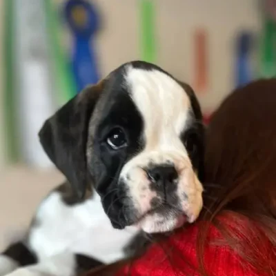 Brindle female 3 litter H