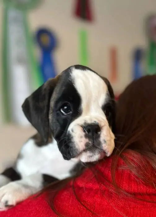 Brindle female 3 litter H