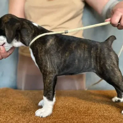 Brindle female 3 litter H