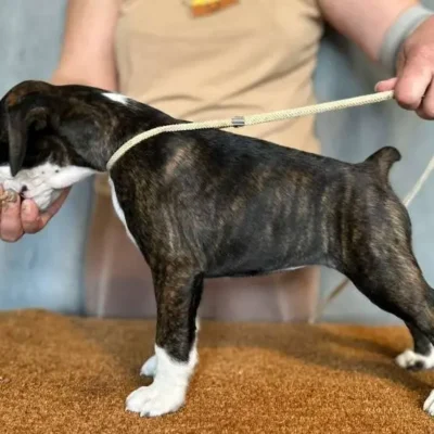 Brindle female 3 litter H