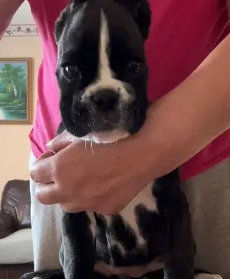 Brindle female litter F