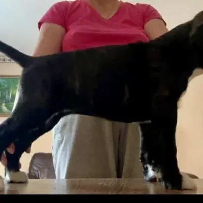 Brindle female litter F 4