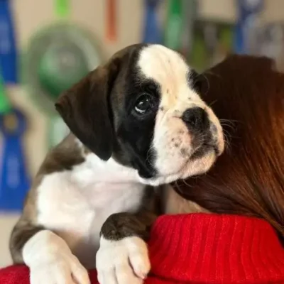 Brindle male 2 litter H